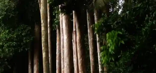 yakal tree