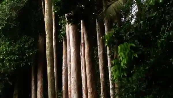 yakal tree