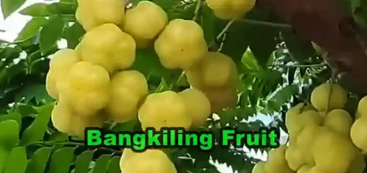 Bangkiling Fruit