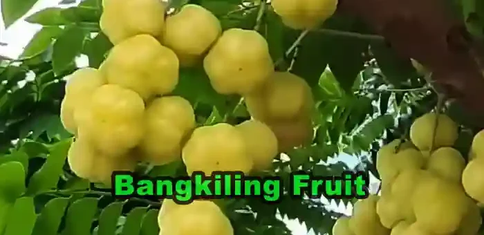 Bangkiling Fruit