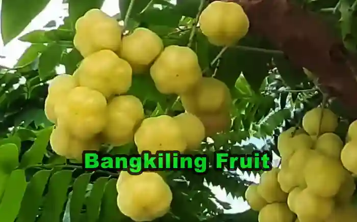 Bangkiling Fruit