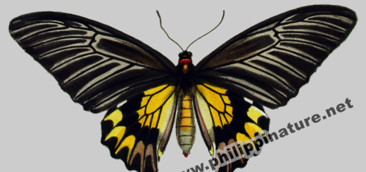Magellan Birdwing