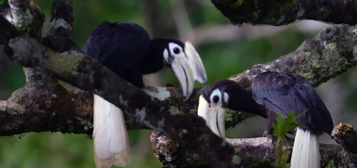 Palawan Hornbill