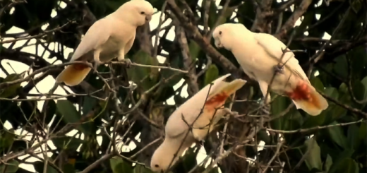 Philippine-Cockatoo