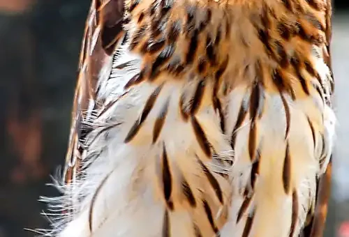 Philippine Eagle Owl