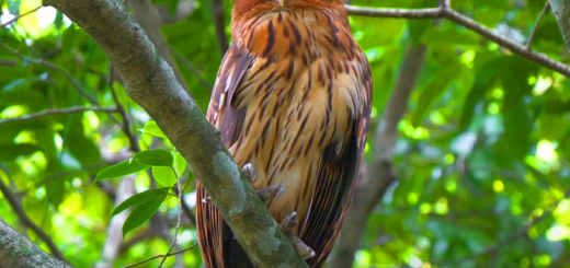 Philippine Eagle Owl