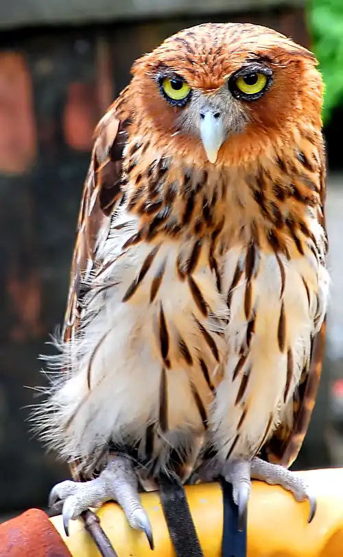 Philippine Eagle Owl