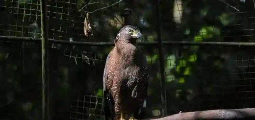 Philippine Serpent Eagle