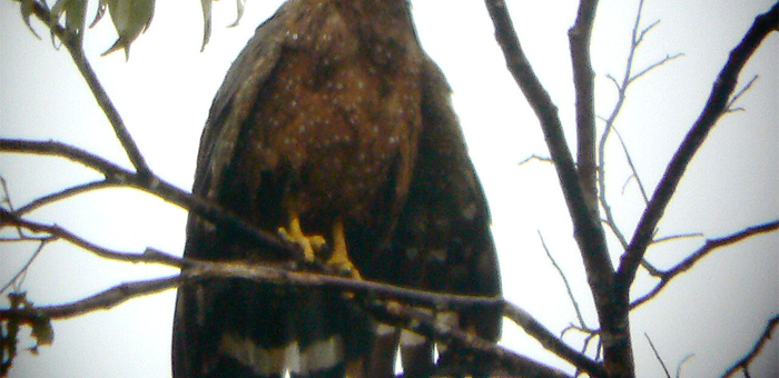 Philippine serpent eagle