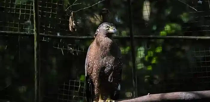 Philippine Serpent Eagle
