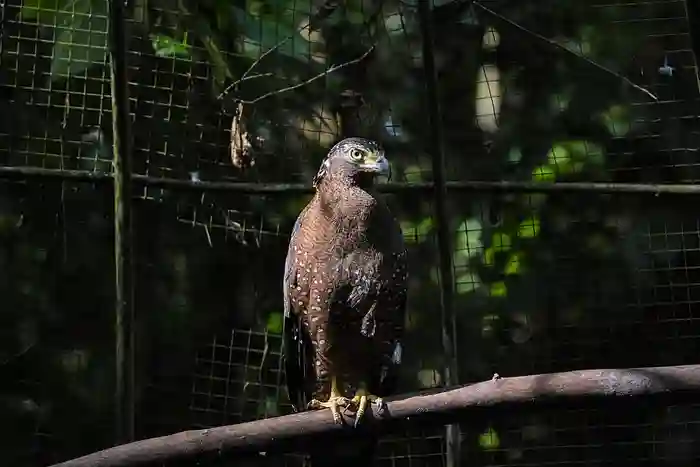 Philippine Serpent Eagle