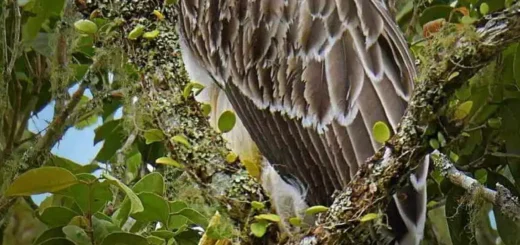 philippine eagle