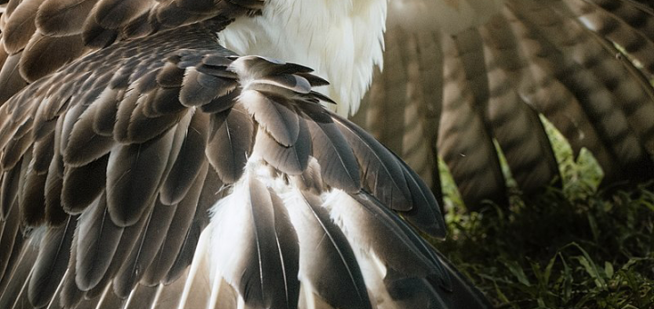 Philippine Eagle