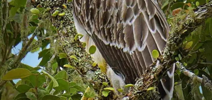 philippine eagle
