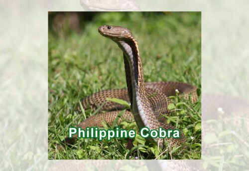 Philippine Cobra