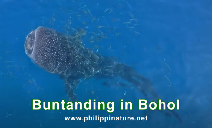 Butanding in Bohol