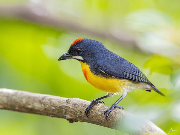 Palawan Flowerpecker (Male)