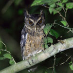 Palawan Scops Owl