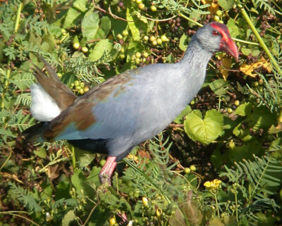 Philippine Swamphen