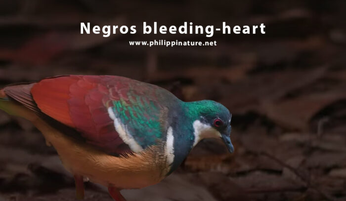 Negros bleeding-heart dove