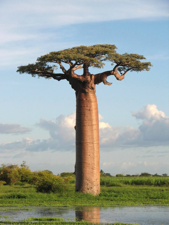 Adansonia grandidieri baobab