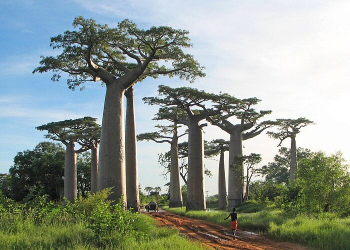 Adansonia grandidieri baobab tree