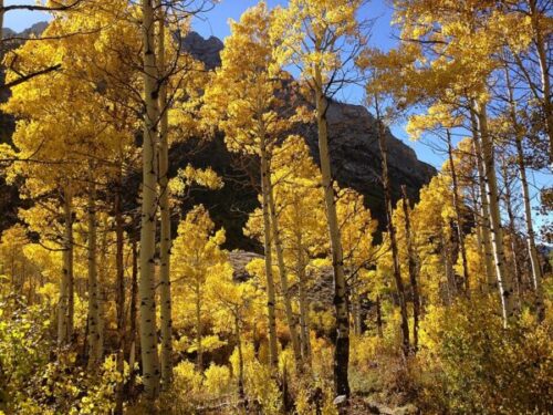 American Aspens Tree