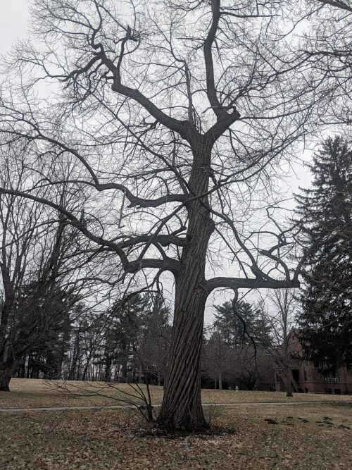 American chestnut