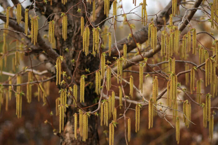 American Hophornbeam Tree