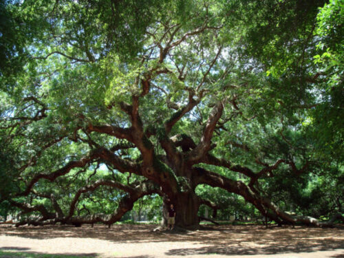 Angel Oak Tree