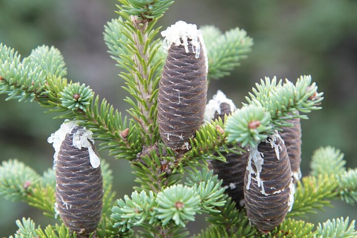Balsam fir cones