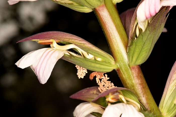 Bear's Breeches Flower