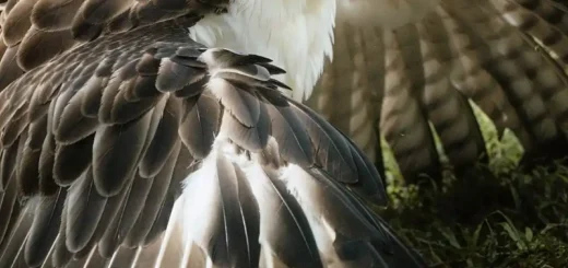 Birds of prey in the philippines
