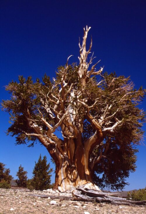 Bristlecone pine tree