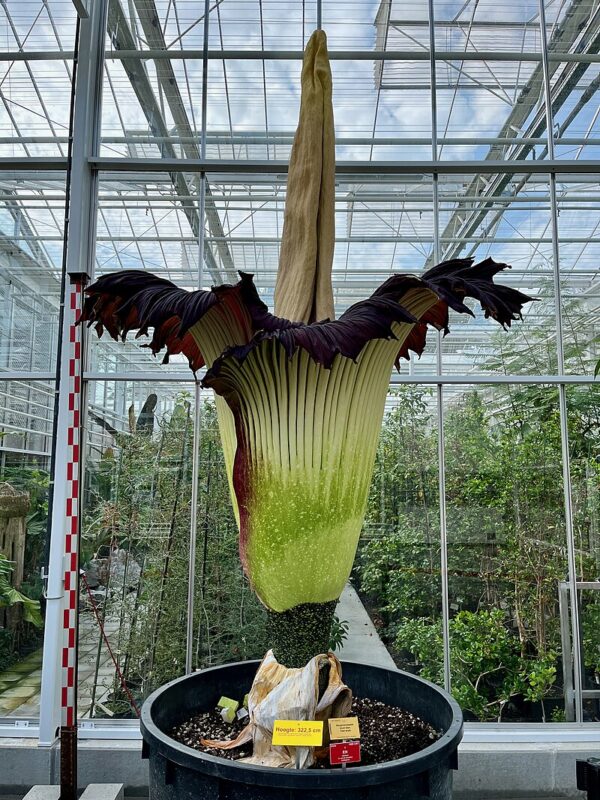 Corpse Flower