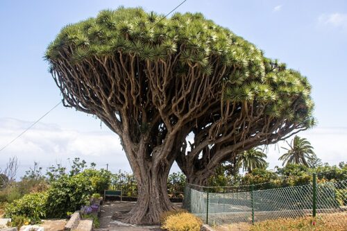 Dragon-tree -La-Palma