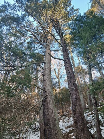 Eastern Hemlock Tree
