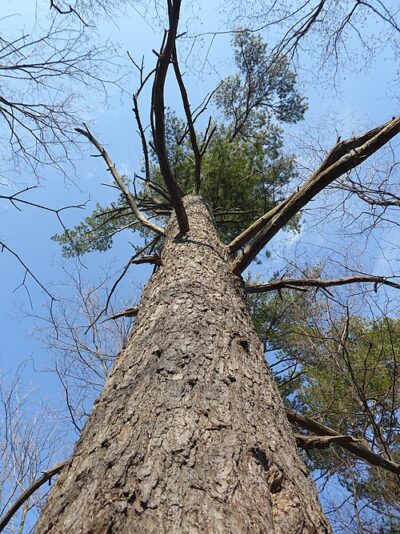Eastern White Pine