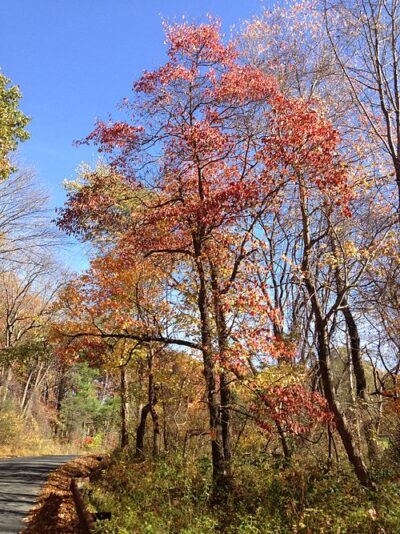 Flowering Dogwood during autumn