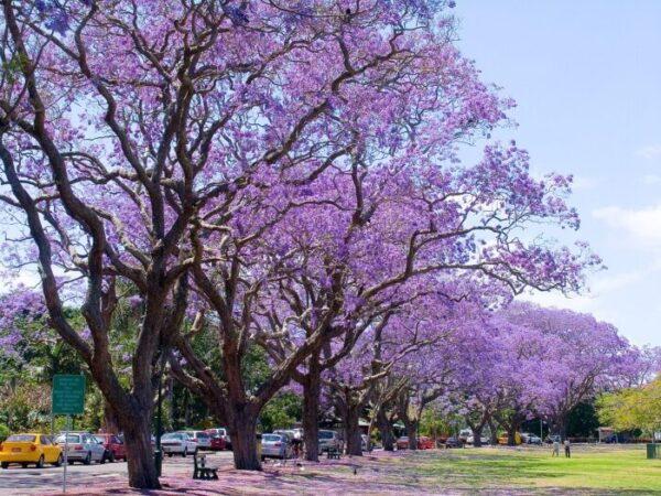 Jacaranda tree Australia