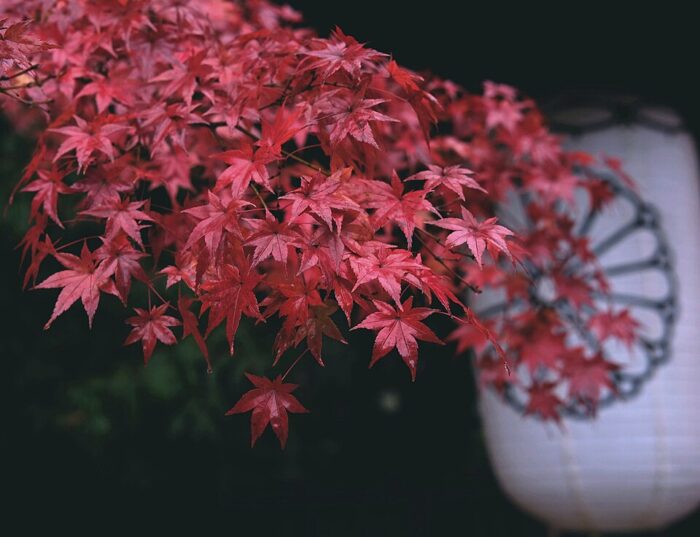 Japanese Maple