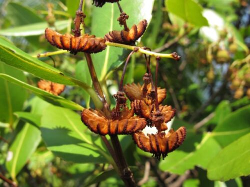 Jellyfish tree