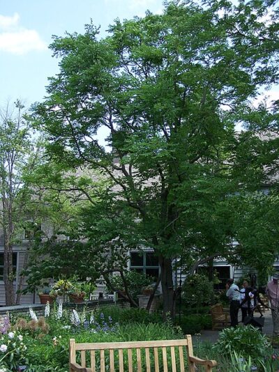 Kentucky coffee tree