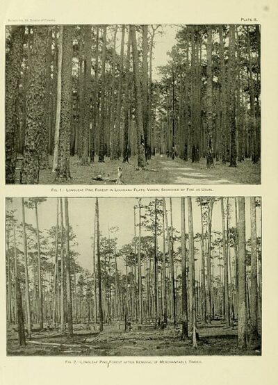 Longleaf pine