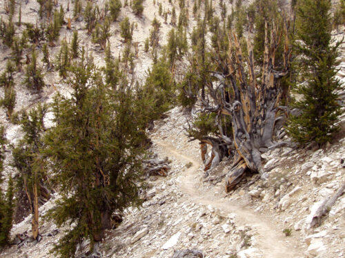 Methuselah Tree
