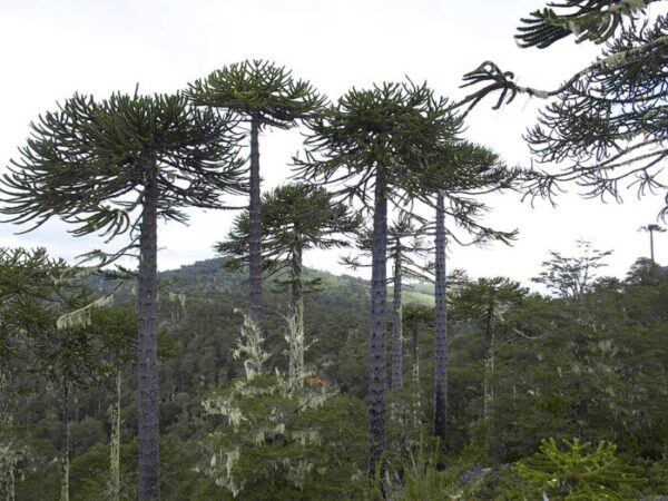 Monkey Puzzle Tree