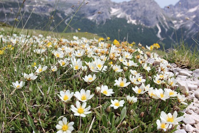 Mountain Avens