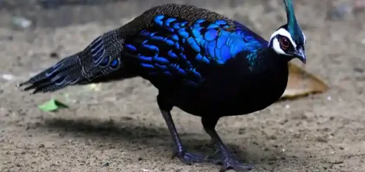 Palawan Peacock Pheasant