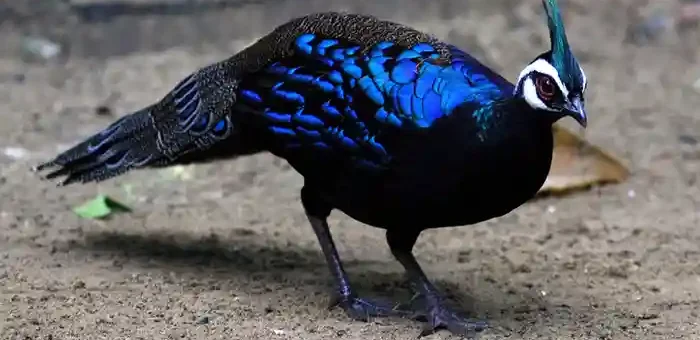 Palawan Peacock Pheasant