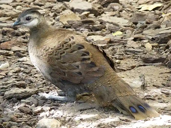 Palawan Peacock Pheasant female